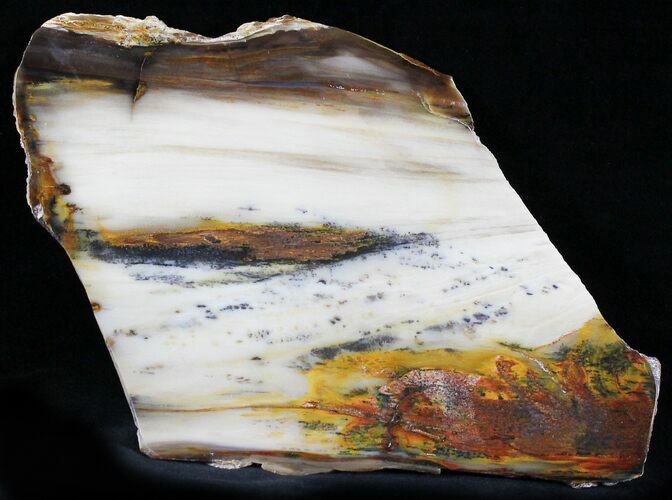 Petrified Wood Slab (Bald Cypress) - Saddle Mountain, WA #24202